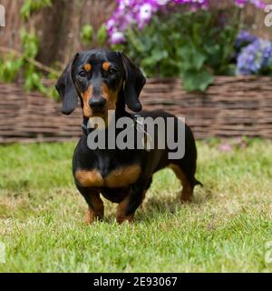 Chien teckel Banque D'Images