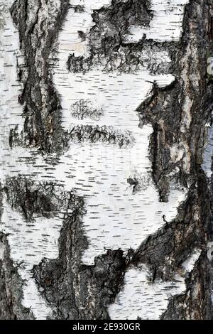 Texture écorce de bouleau, vieux arbre en carton. Banque D'Images