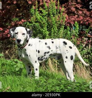 Chien dalmatien chiot Banque D'Images