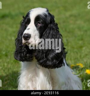 Chien Cocker Anglais Banque D'Images