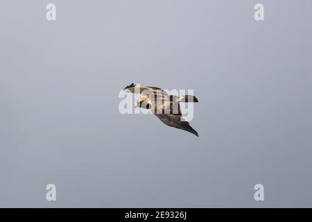 Un des nombreux Eagles amorcés migrant en Europe depuis l'Afrique au-dessus de Jimenez de la Frontera, près du détroit de Gibraltar, en Espagne. Vue horizontale. Banque D'Images