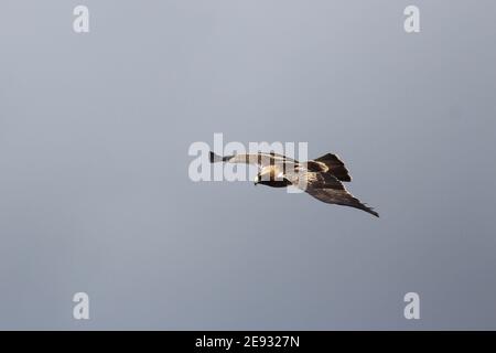 Un des nombreux Eagles amorcés migrant en Europe depuis l'Afrique au-dessus de Jimenez de la Frontera, près du détroit de Gibraltar, en Espagne. Vue horizontale. Banque D'Images