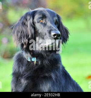 Chien de retriever à plat Banque D'Images