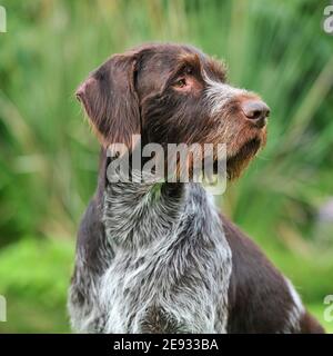 Braque allemand Banque D'Images