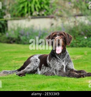 Braque allemand Banque D'Images