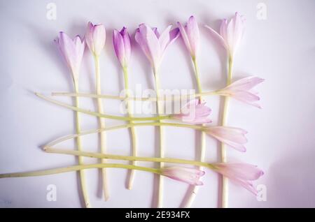 Crocus violets sur fond blanc. Photo de printemps du safran Banque D'Images