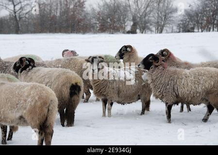 Chipping, Preston, Lancashire, Royaume-Uni. 2 février 2021. Une forte chute inattendue de neige à Chipping, près de Preston, Lancashire. Crédit : John Eveson/Alamy Live News Banque D'Images