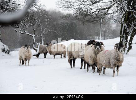 Chipping, Preston, Lancashire, Royaume-Uni. 2 février 2021. Une forte chute inattendue de neige à Chipping, près de Preston, Lancashire. Crédit : John Eveson/Alamy Live News Banque D'Images