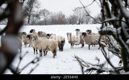 Chipping, Preston, Lancashire, Royaume-Uni. 2 février 2021. Une forte chute inattendue de neige à Chipping, près de Preston, Lancashire. Crédit : John Eveson/Alamy Live News Banque D'Images