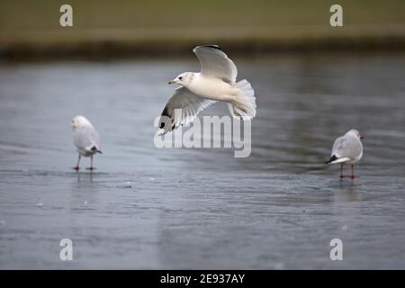 Goéland cendré (Larus canus) Banque D'Images