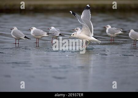 Goéland cendré (Larus canus) Banque D'Images