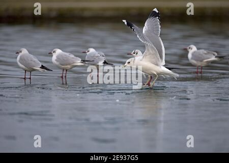 Goéland cendré (Larus canus) Banque D'Images