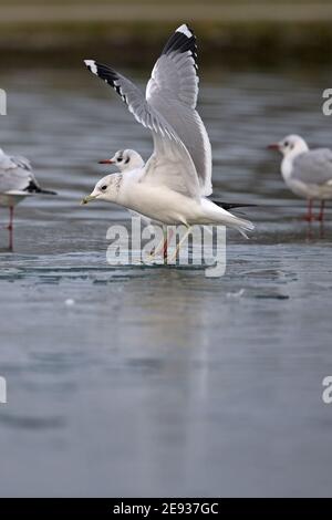 Goéland cendré (Larus canus) Banque D'Images