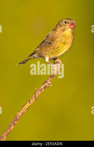 Femelle Greenfinch, Carduelis chloris, Étang forestier, Forêt méditerranéenne, Castille et Leon, Espagne, Europe Banque D'Images