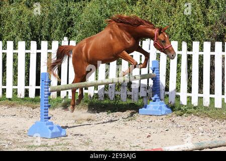 Jeune châtaignier sport cheval de couleur sauts libres au-dessus d'un obstacle en été, stylo rond économique à l'air libre Banque D'Images