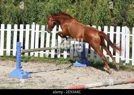 Jeune châtaignier sport cheval de couleur sauts libres au-dessus d'un obstacle en été, stylo rond économique à l'air libre Banque D'Images