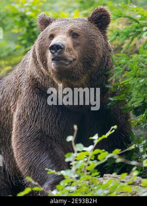 Ours brun eurasien (Ursus arctos arctos) Parc national de la forêt bavaroise, enclos, Allemagne