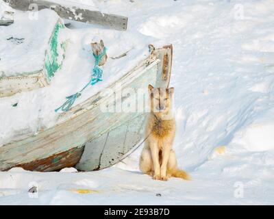 Chien de traîneau dans le nord-ouest du Groenland pendant l'hiver. Kullorsuaq, un établissement traditionnel des inuits groenlandais de la baie Melville. Amérique, Amérique du Nord Banque D'Images