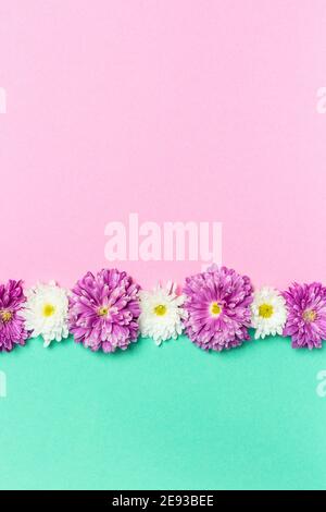 Composition des fleurs. Mise en page créative avec fleurs blanches et violettes sur fond rose pastel et vert. Saint-Valentin, Fête des mères, Fête des femmes, Banque D'Images