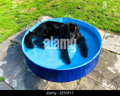 Le chien noir de terre-neuve est dans une petite piscine oustide Banque D'Images