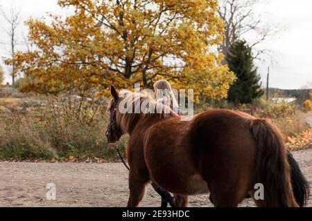 Femme marchant avec un cheval sur la route de campagne Banque D'Images