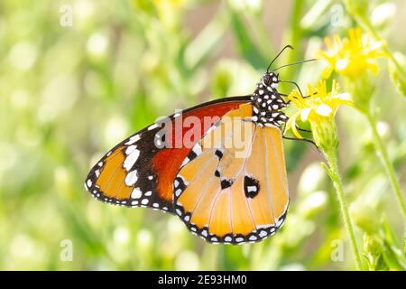 Mise au point sélective d'un magnifique papillon Danaus chrysippus Banque D'Images