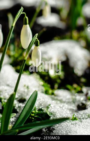 Des gouttes de neige fraîches au milieu de la mousse dans le jardin pendant midi et couvert par la lumière du soleil Banque D'Images