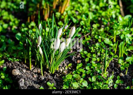 Des gouttes de neige fraîches au milieu de la mousse dans le jardin pendant midi et couvert par la lumière du soleil Banque D'Images