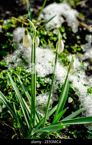 Des gouttes de neige fraîches au milieu de la mousse dans le jardin pendant midi et couvert par la lumière du soleil Banque D'Images