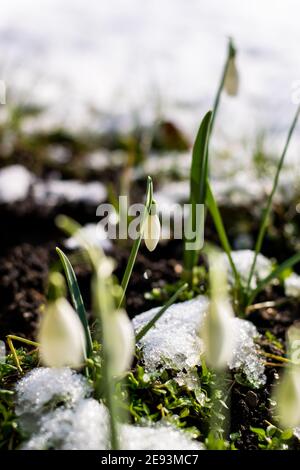 Des gouttes de neige fraîches au milieu de la mousse dans le jardin pendant midi et couvert par la lumière du soleil Banque D'Images