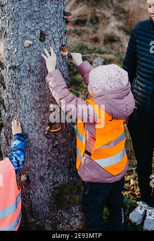 Fille regardant les champignons de support sur le tronc d'arbre Banque D'Images