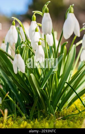 Des gouttes de neige fraîches au milieu de la mousse dans le jardin pendant midi et couvert par la lumière du soleil Banque D'Images