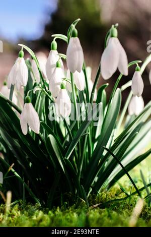 Des gouttes de neige fraîches au milieu de la mousse dans le jardin pendant midi et couvert par la lumière du soleil Banque D'Images