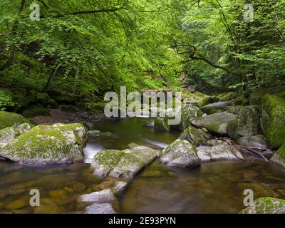 Vallée de la rivière Wolfsteiner Ohe (Buchberger Leite) dans la forêt bavaroise. Europe, Allemagne, Bavière Banque D'Images