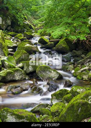 Vallée de la rivière Wolfsteiner Ohe (Buchberger Leite) dans la forêt bavaroise. Europe, Allemagne, Bavière Banque D'Images