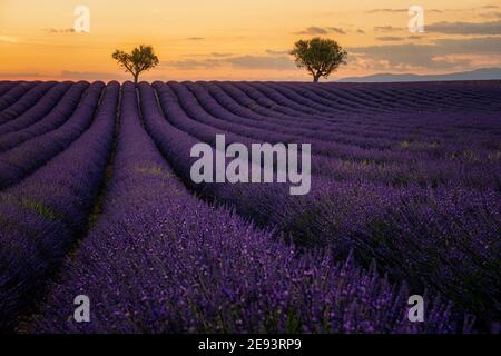Provence, champ de lavande au coucher du soleil, plateau de Valensole Provence France champs de lavande fleuris. Europe Banque D'Images