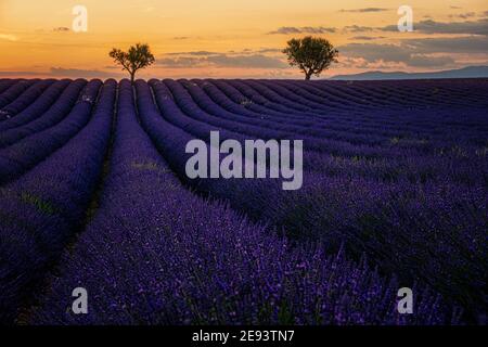 Provence, champ de lavande au coucher du soleil, plateau de Valensole Provence France champs de lavande fleuris. Europe Banque D'Images