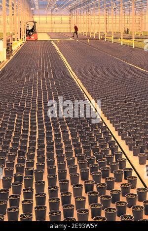 28 janvier 2021, Saxe-Anhalt, Osterweddingen: De jeunes plants de basilic se trouvent dans la serre 'Bördegarten' de WIMEX GmbH. La serre de sept hectares dans le sud de Magdebourg produit actuellement 2.5 millions d'herbes dans cinq variétés différentes par an. Dans quelques semaines, des concombres et des fraises seront ajoutés. 12 employés travaillent dans l'immense hall. Une centrale thermique et électrique à l'interne génère l'énergie de la lumière, de l'électricité et de l'équipement informatique. En 2018, WIMEX GmbH Köthen a acheté la serre de l'insolvabilité d'une société néerlandaise. Photo: Peter Gercke/dpa-Zentralbild/ZB Banque D'Images