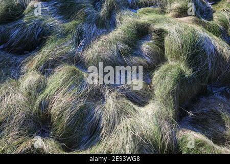 Herbe sur les dunes à Prestwick, Ayrshire Banque D'Images