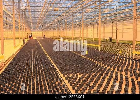 28 janvier 2021, Saxe-Anhalt, Osterweddingen: De jeunes plants de basilic se trouvent dans la serre 'Bördegarten' de WIMEX GmbH. La serre de sept hectares dans le sud de Magdebourg produit actuellement 2.5 millions d'herbes dans cinq variétés différentes par an. Dans quelques semaines, des concombres et des fraises seront ajoutés. 12 employés travaillent dans l'immense hall. Une centrale thermique et électrique à l'interne génère l'énergie de la lumière, de l'électricité et de l'équipement informatique. En 2018, WIMEX GmbH Köthen a acheté la serre de l'insolvabilité d'une société néerlandaise. Photo: Peter Gercke/dpa-Zentralbild/ZB Banque D'Images