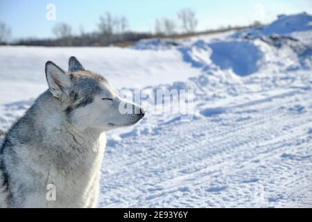 Magnifique chien, Husky de Sibérie, gros plan sur le museau en hiver, par beau temps ensoleillé. Banque D'Images