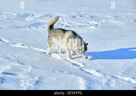 Le chien Husky traverse la neige par une belle journée d'hiver. Banque D'Images