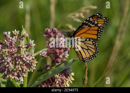 Un monarque papillon se nourrit du nectar d'une fleur de laitoued commune. Banque D'Images