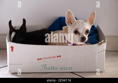 Chiens Chihuahua mignons à la maison Banque D'Images