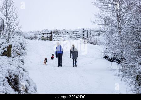 Deux femmes marchant avec leurs chiens sur une route enneigée. Banque D'Images