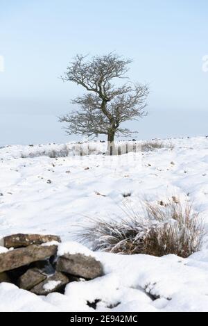 Arbres enneigés sur les landes de West Pennine au-dessus de Brinscrol Dans le Lancashire Banque D'Images