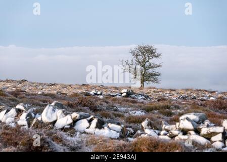 Arbres enneigés sur les landes de West Pennine au-dessus de Brinscrol Dans le Lancashire Banque D'Images