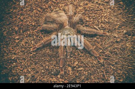 shaggy grande araignée mangeant les oiseaux sur le sol gros plan Banque D'Images