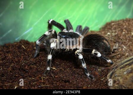 shaggy grande araignée mangeant les oiseaux sur le sol gros plan Banque D'Images