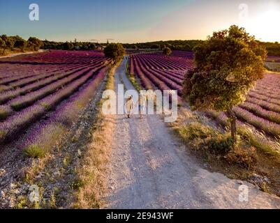 Champs de lavande en Ardèche, dans le sud-est de la France. Europe, couple marchant dans des champs de lavande, hommes et femme de milieu d'âge en vacances Ardeche France Banque D'Images